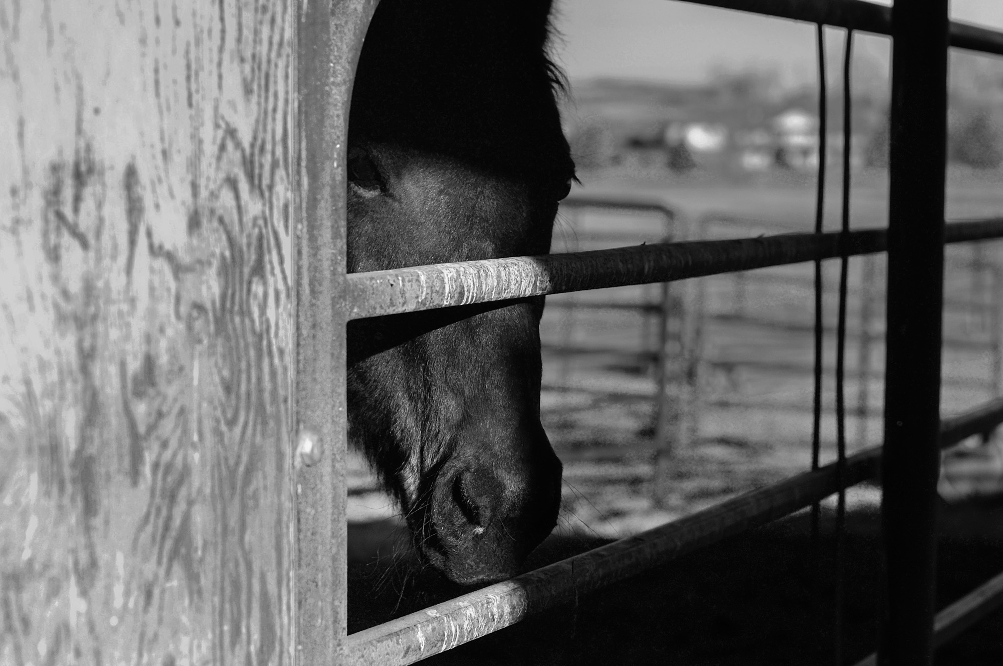 Horse-high & Bull-strong black and white digital print