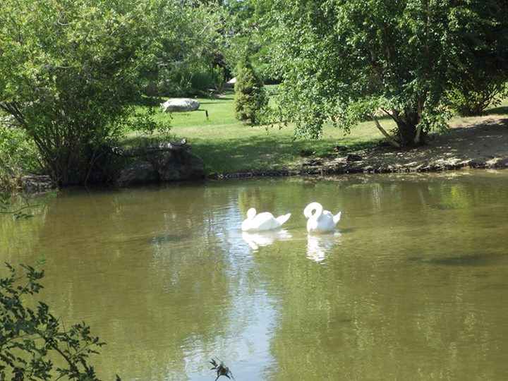 Photo of swans on pond