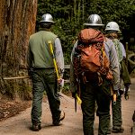 forestry workers
