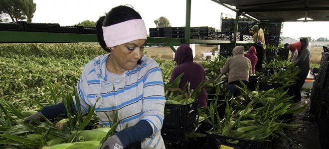 Latina farmworker working