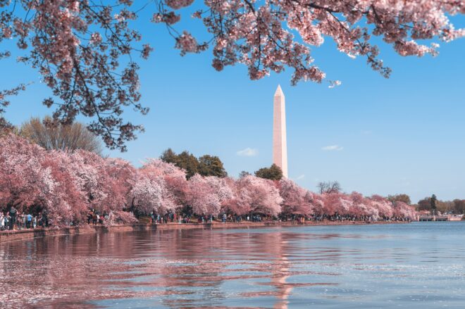Washington monument rising above blossoming trees