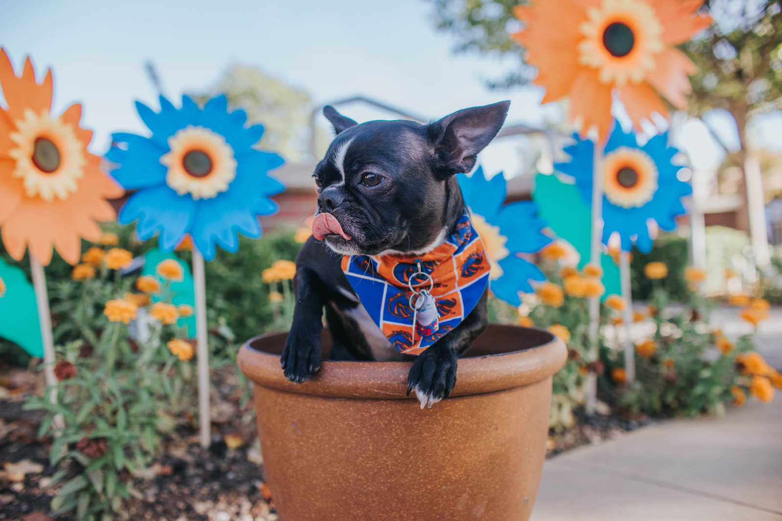 Poppy the black dog in a flower pot by blue and orange flowers