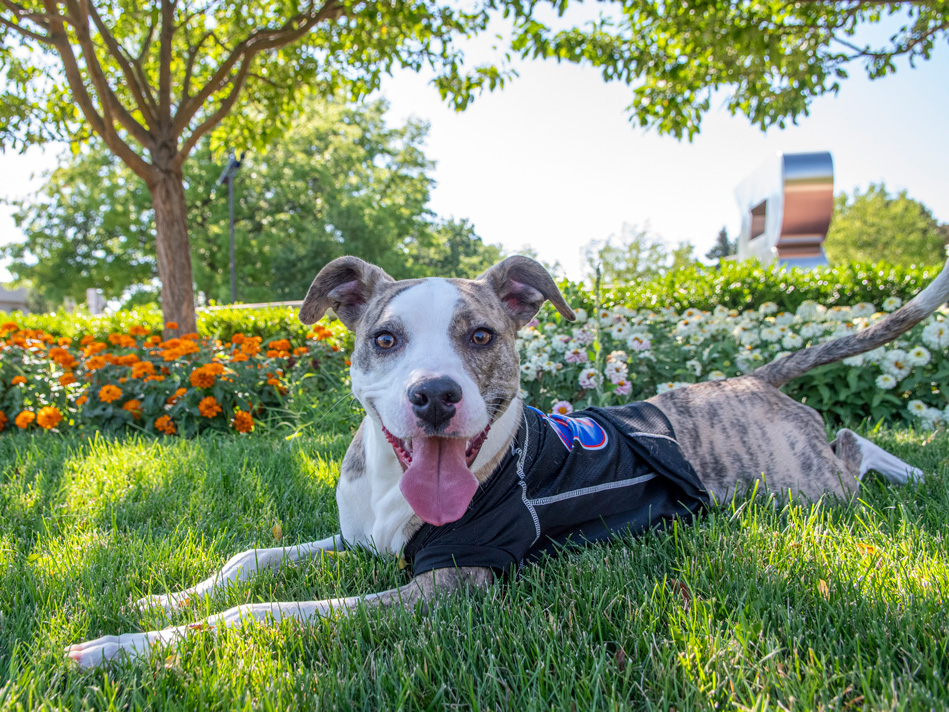 Bonnie the dog laying on the grass in front of the Boise State B