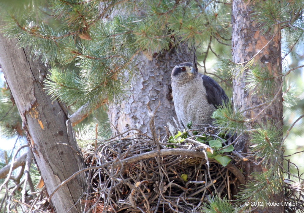 an adult female goshawk with striking gray, black, and white plumage and intense red eye sits quietly on a twig nest, peering out through pine branches.