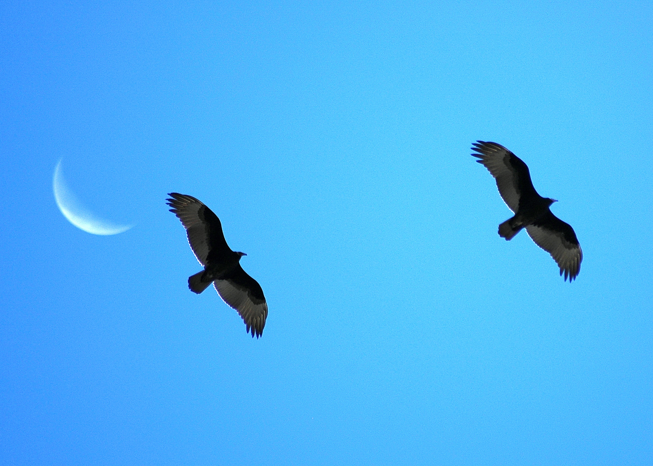 two turkey vultures pass over hawk watch at lucky peak with a faint crescent moon in the background