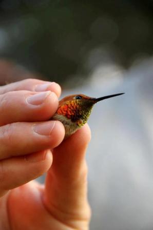a rufous hummingbird held by a biologist