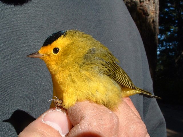 bright yellow bird with black on it's head and feathers, held in a hand
