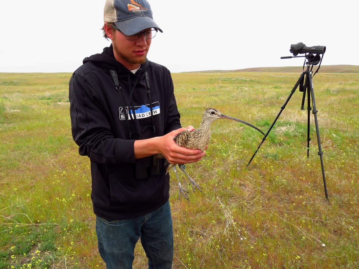 Jeremy Halka holds a Long-billed Curlew