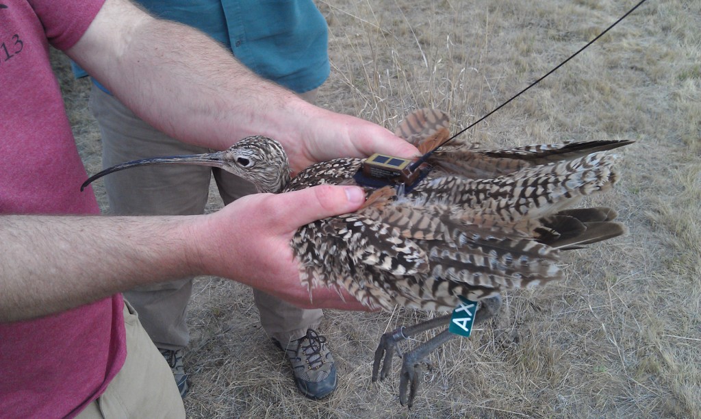 a biologists hands hold a long billed curlew. a small brown transmitter sticks out from the feathers on the bird's back, and a long thin antenna points outward