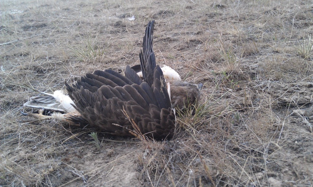 a hawk lies dead in dry grass with wing contorted