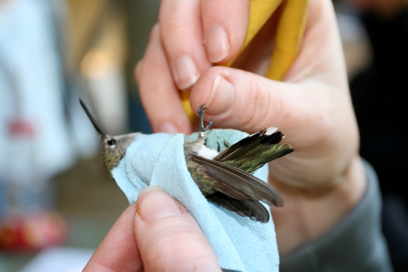 a black-chinned hummingbird with a tiny aluminum band on its leg