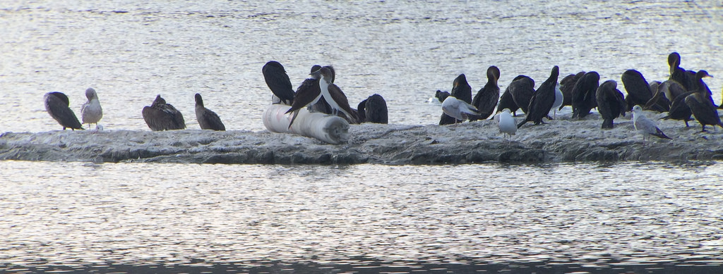 Two Blue-footed Boobies with cormorants, gulls, and a Brown Pelican at Lake Skinner County Park.