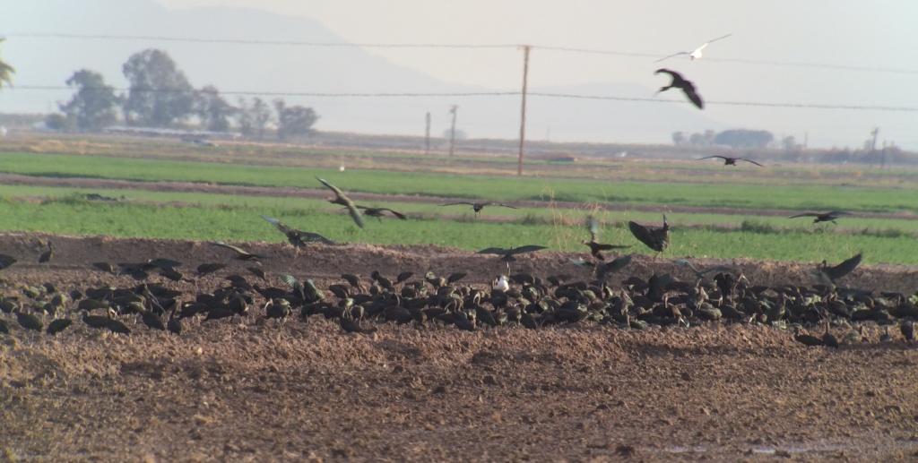 Hundreds of White-faced Ibis were in this field when we arrived.