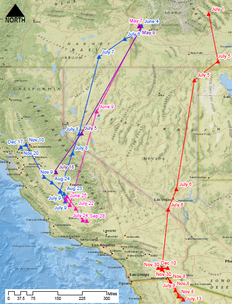 The paths of our four curlews since we attached their transmitters this summer.