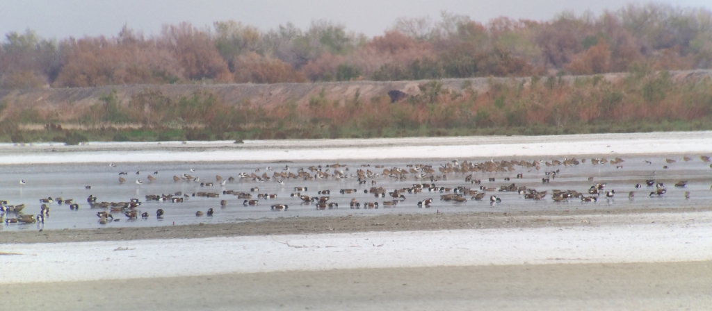 Swarms of waterbirds, especially including Long-billed Curlews, American Avocets, and Northern Shovelers, at the Salton Sea NWR. (picture taken through my scope at 50x)