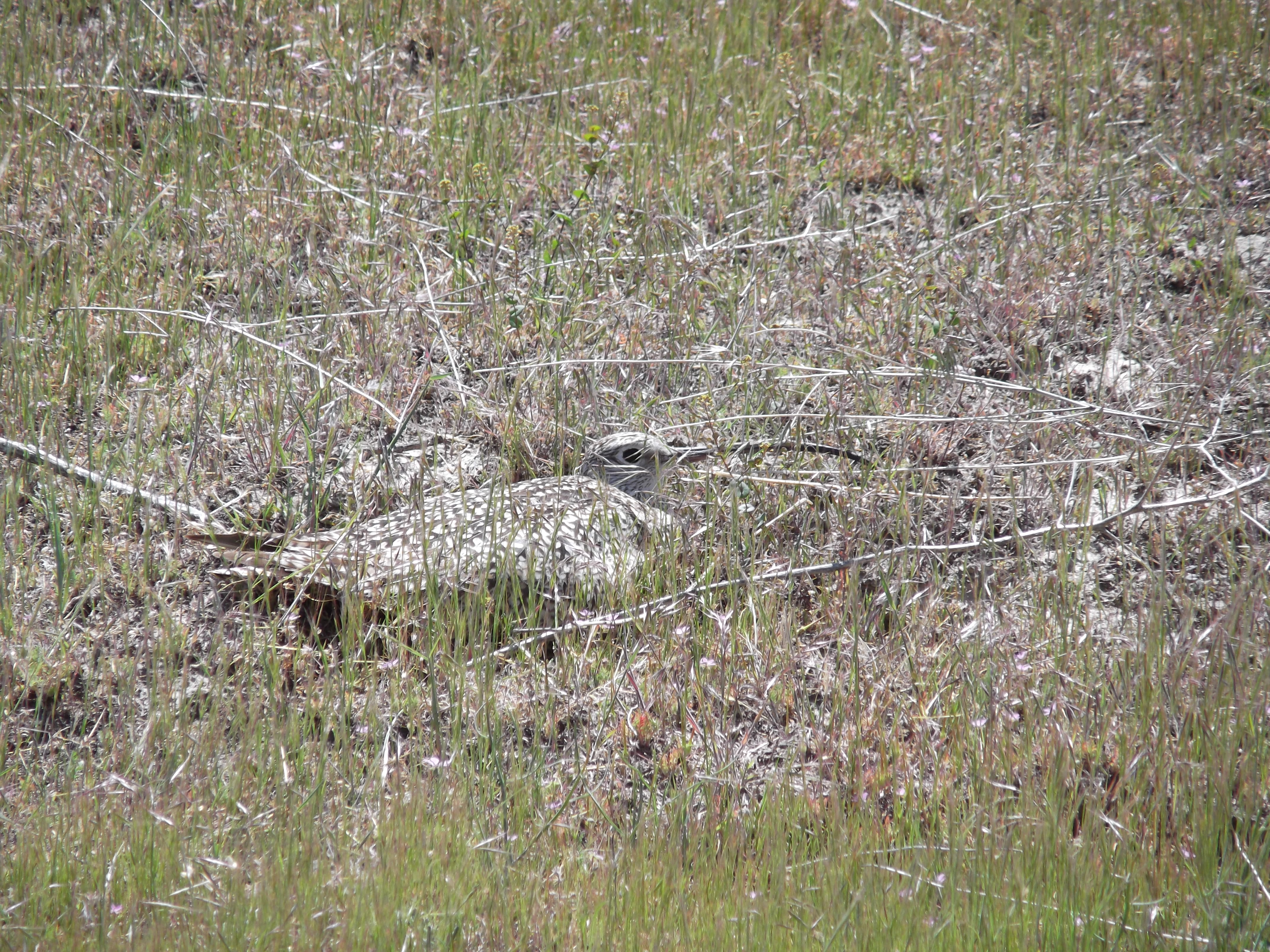 A curlew sitting tight on the nest. Photo by Jessica Pollock