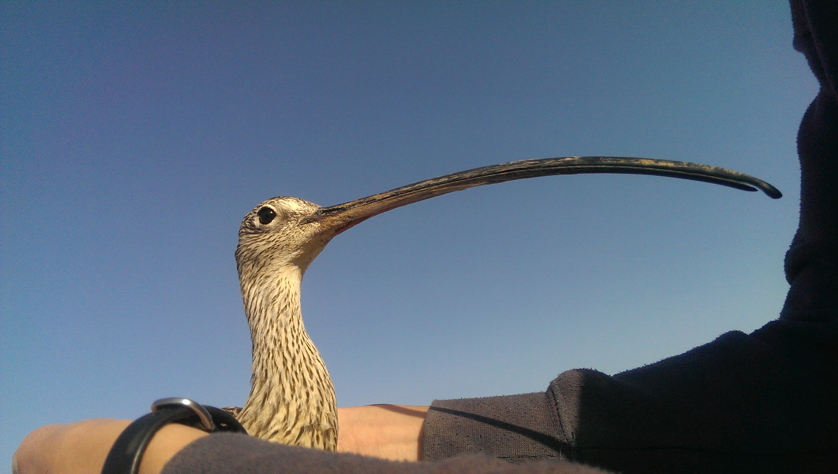 Valkyrie the curlew