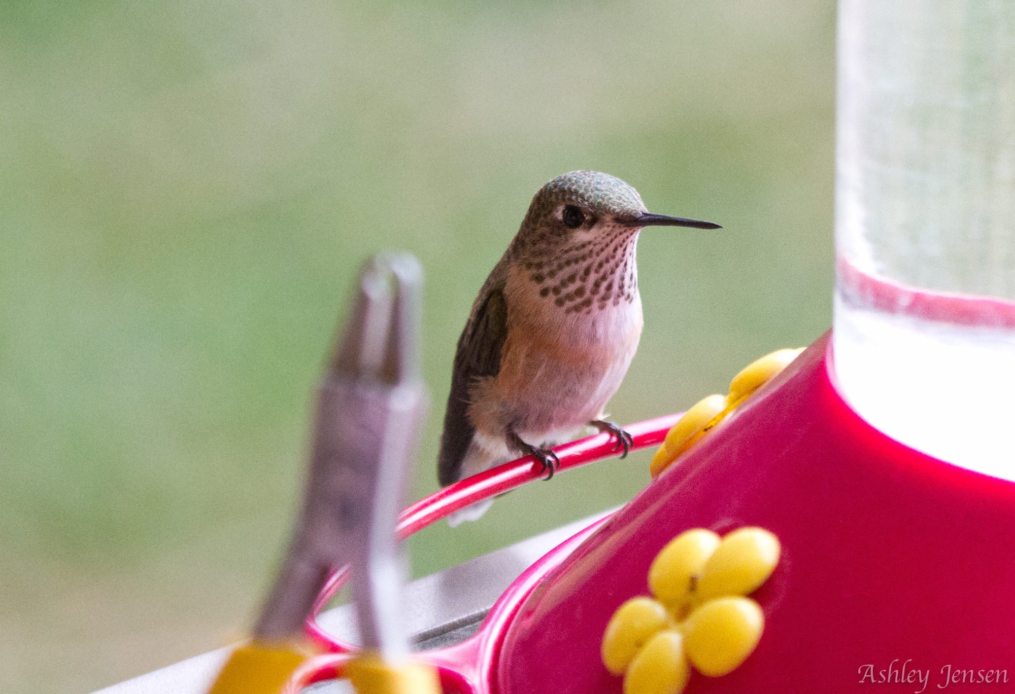 a calliope hummingbird sitting on a feeder