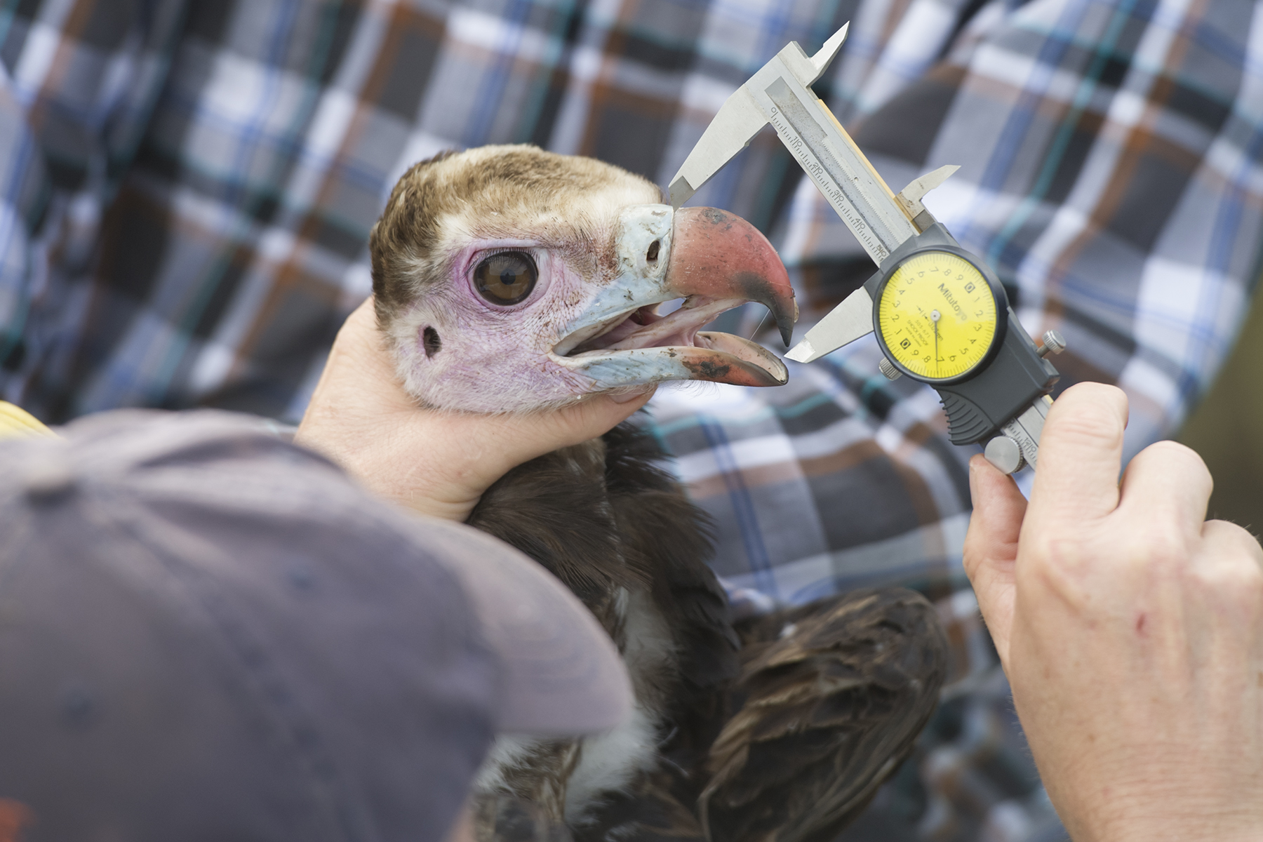 a scientists hand holds the head of a beautiful white headed vulture with pink face, blue lips, and red bill. The scientists other hand holds a caliper and measures the length of the bill