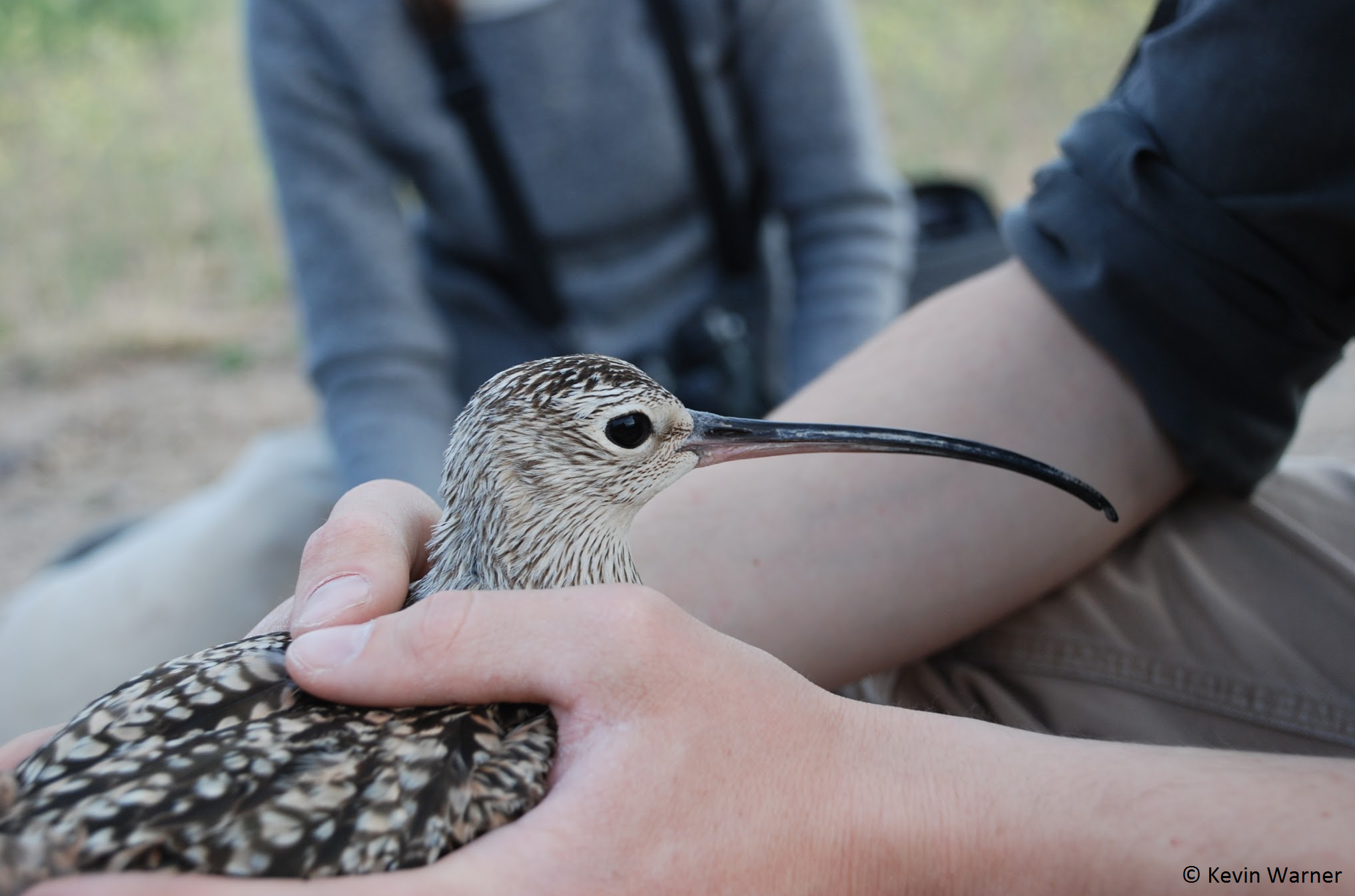 a closeup of Zeus the curlew held gently by a biologists hands