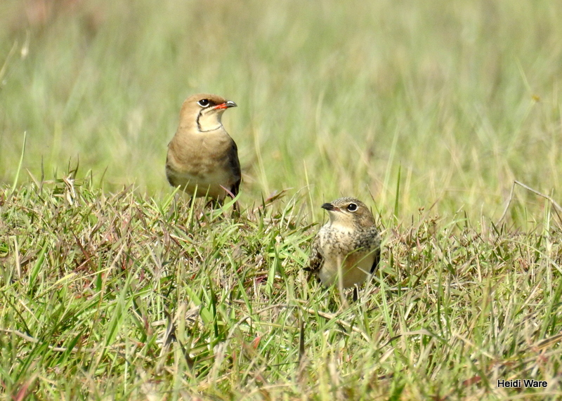 collared pratincole adult and juvenile