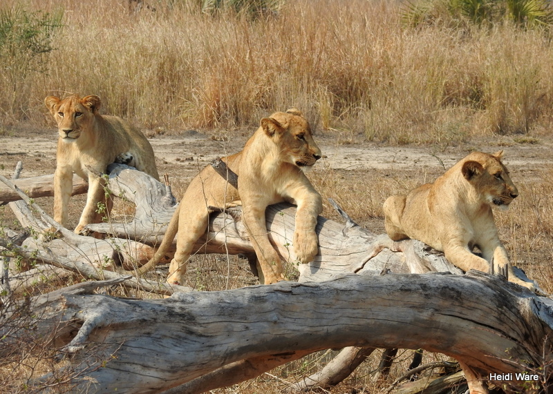 three lion cubs in Gorongosa National Park
