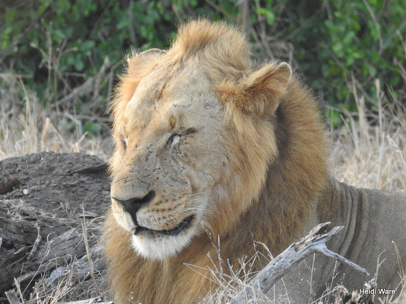 male lion in Gorongosa National Park