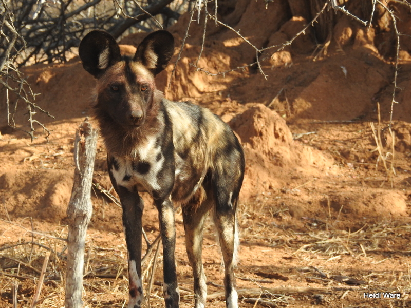 wild dog in Kruger National Park