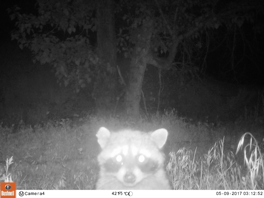 raccoon trail camera