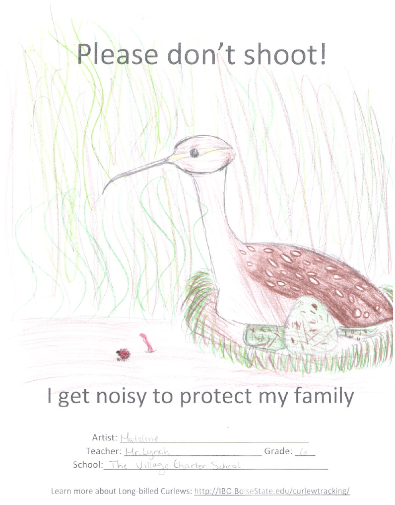 a child's crayon drawing of a curlews sitting on a nest with eggs. the poster says "please don't shoot! I get noisy to protect my family. Artist: Madeline, Grade 6, School: the village charter school"