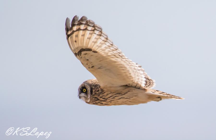 Short-eared Owl photo by KS Lopez