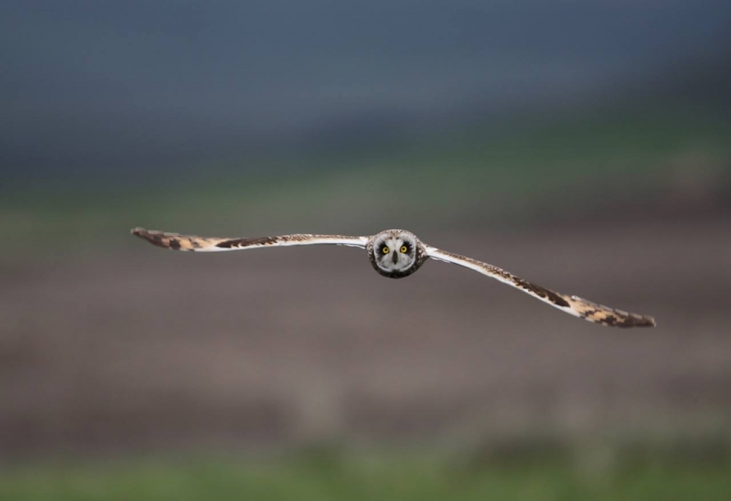 Short-eared Owl by Frozen Feather Images