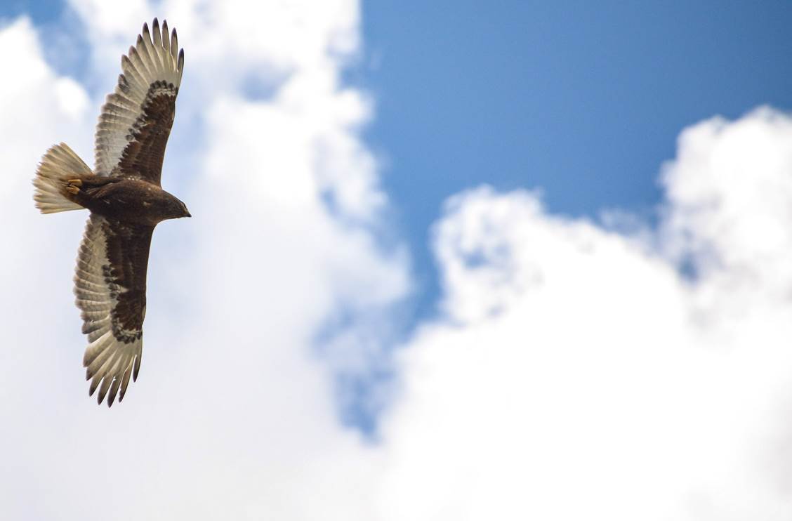 Ferruginous Hawk in Idaho. Photo by Erik Schoenborn