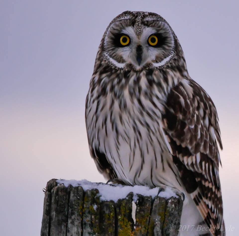 Short-eared Owl on a fencepost