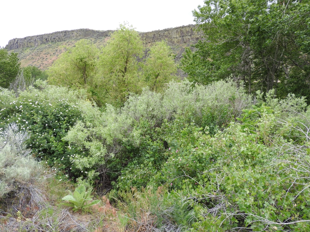 The Cottonwood overstory and thick willow, currant, and rose shrub layer at our Boise River Site is ideal habitat for Yellow Warblers.