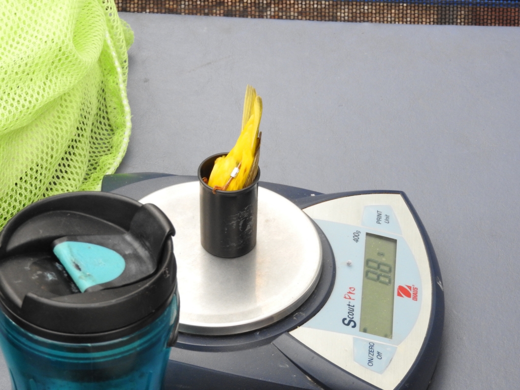 A Yellow Warbler is weighed at our Boise River Site, just before being released. Photo by Tom Carroll