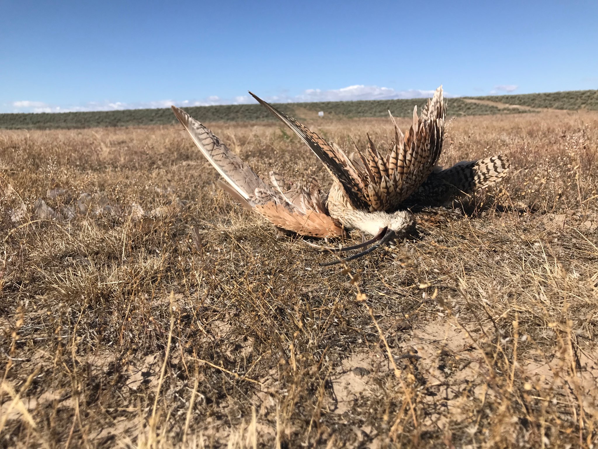 a long-billed curlew lies dead, with feathers tattered, bill open, and eyes closed tightly. she's laying on weedy dry ground with the hot summer sun beating down on her lifeless body