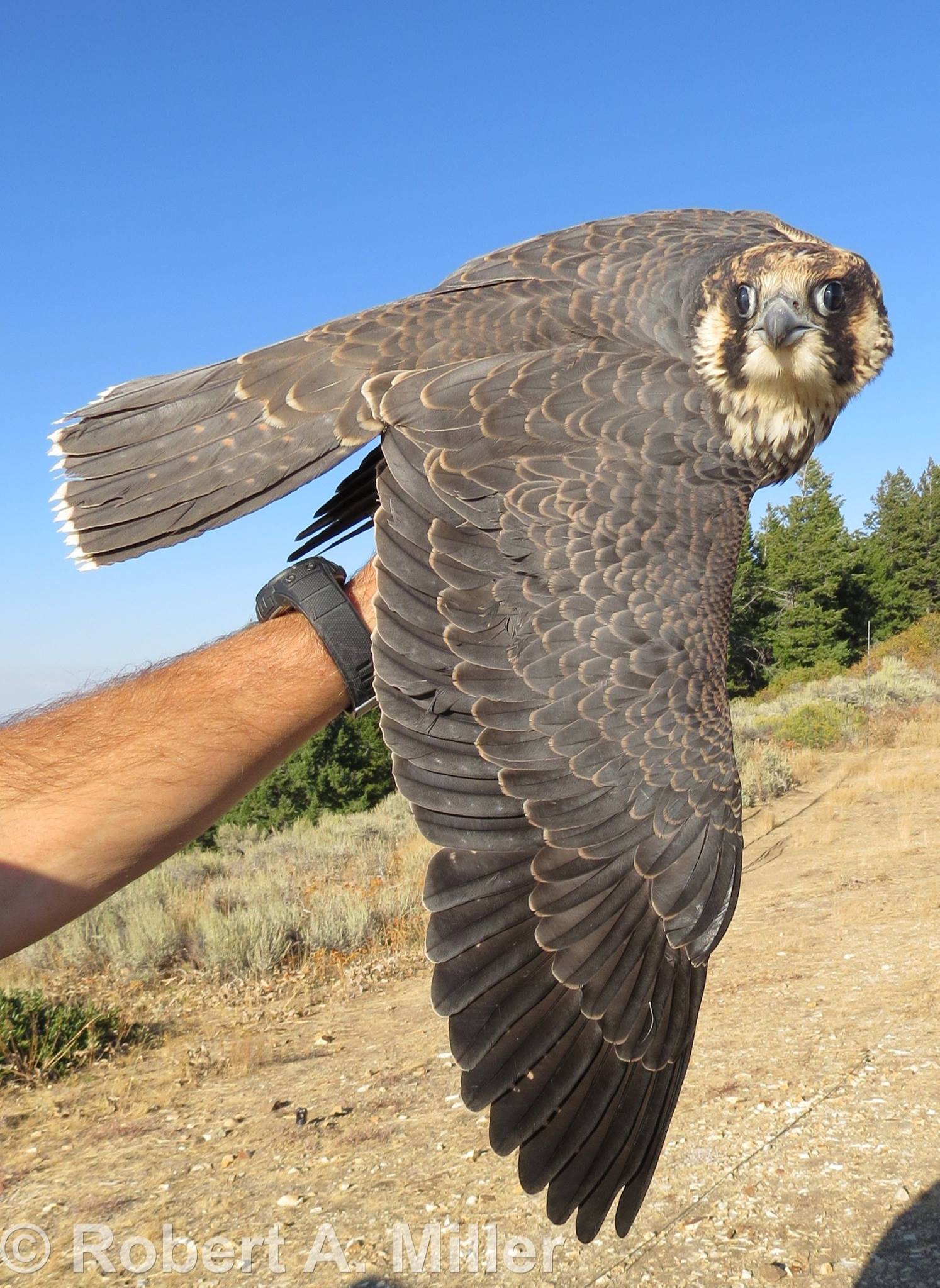 a biologist's hand, holding a Peregrine Falcon