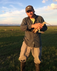Jay holding a Long-billed Curlew