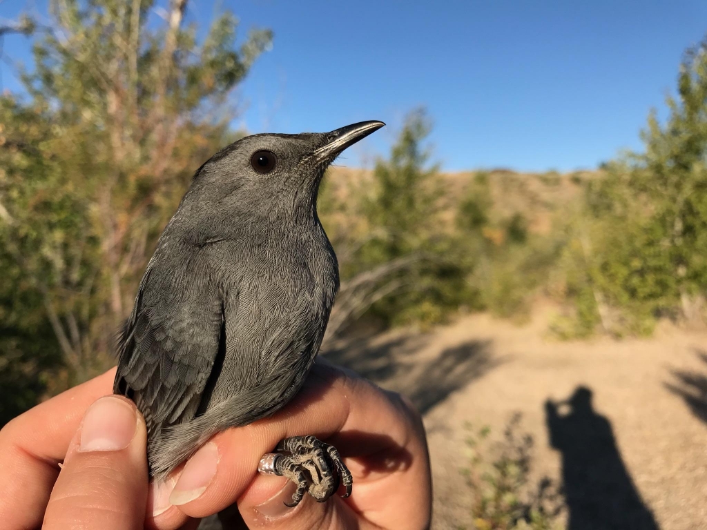 a gray catbird held gently by a scientist