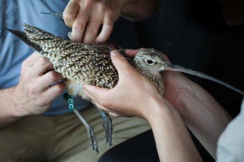 Biologists hold Bethine the curlew and attach a transmitter to her back