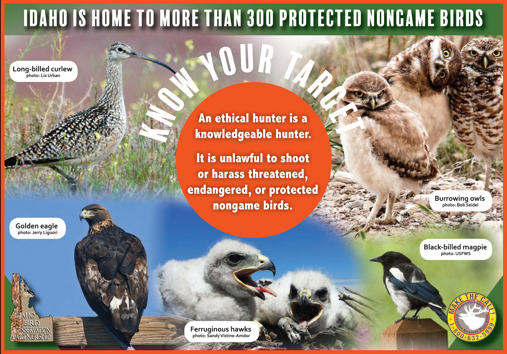 An advertisement that says Idaho is Home to 300 protected species. An ethical hunter is a knowledgeable hunter. Know your Target. It is illegal to threaten, harass, or shoot protected non-game birds. Species on the graphic include curlews, magpies, burrowing owls, and raptors
