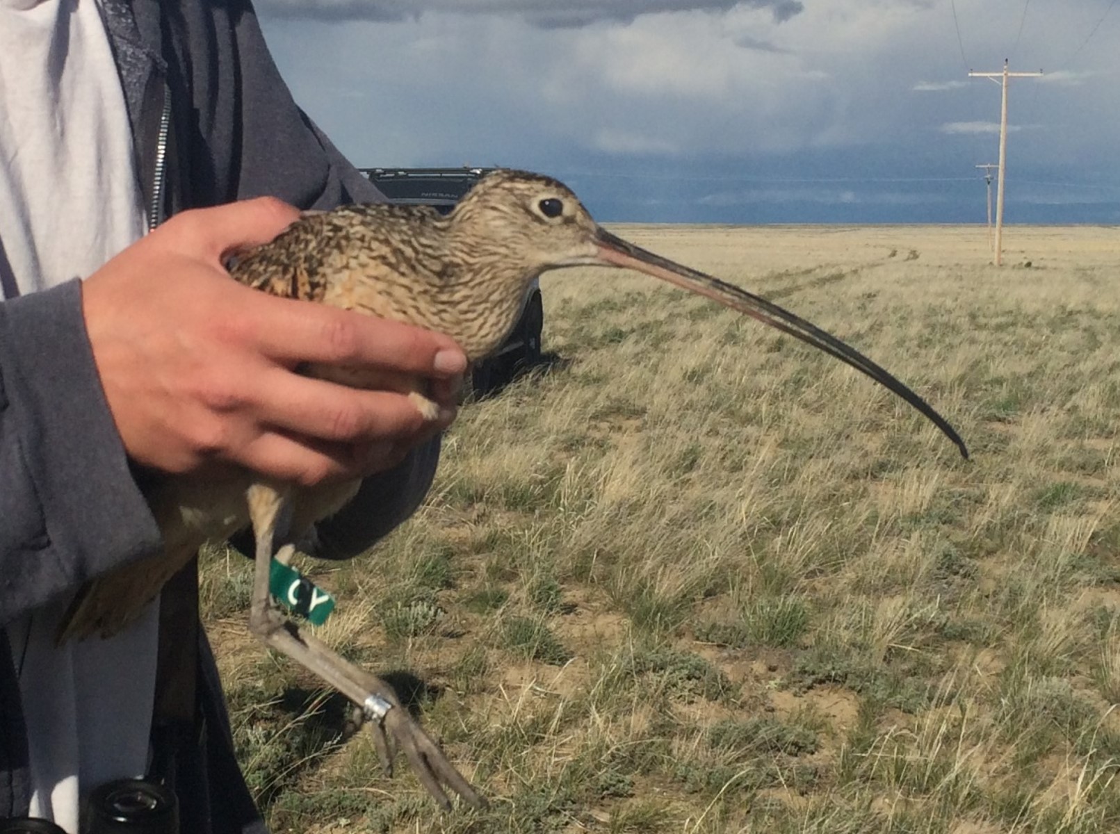 Lady the curlew's profile photo