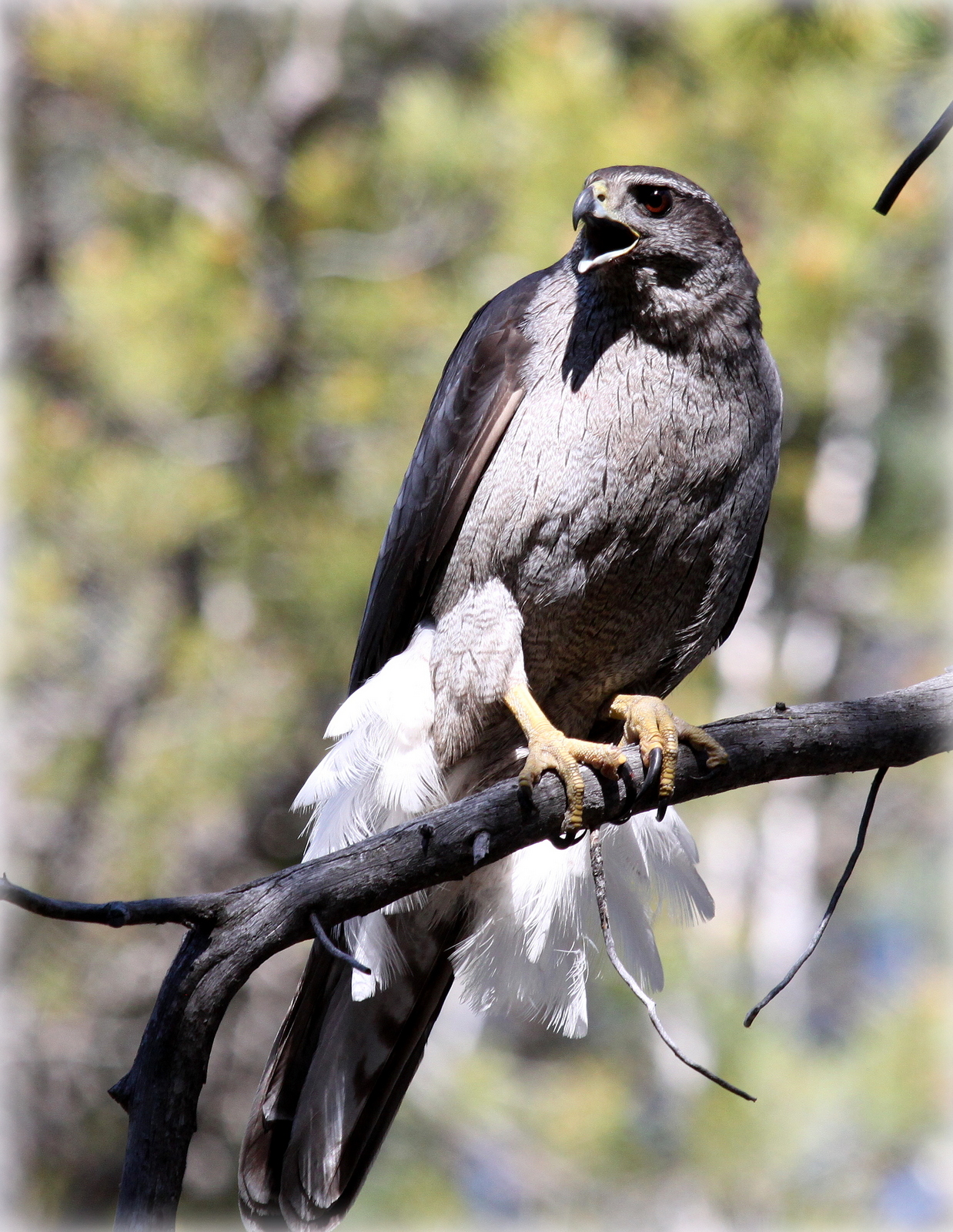a very large adult female goshawk perched on a branch with a forested background. Her mouth is open, aggressively calling