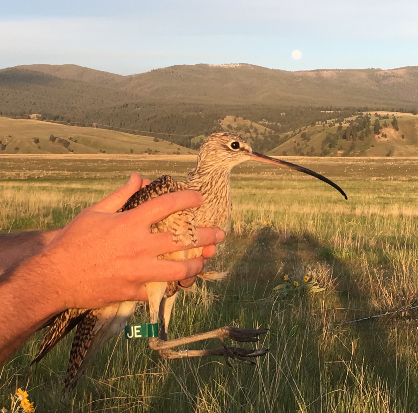 a biologists hands hold a curlew with a green leg band on its leg