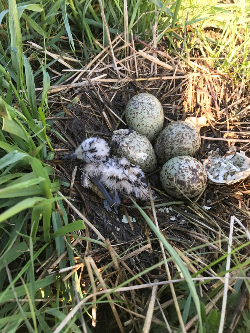 a freshly hatched curlew chick in a 5 egg nest