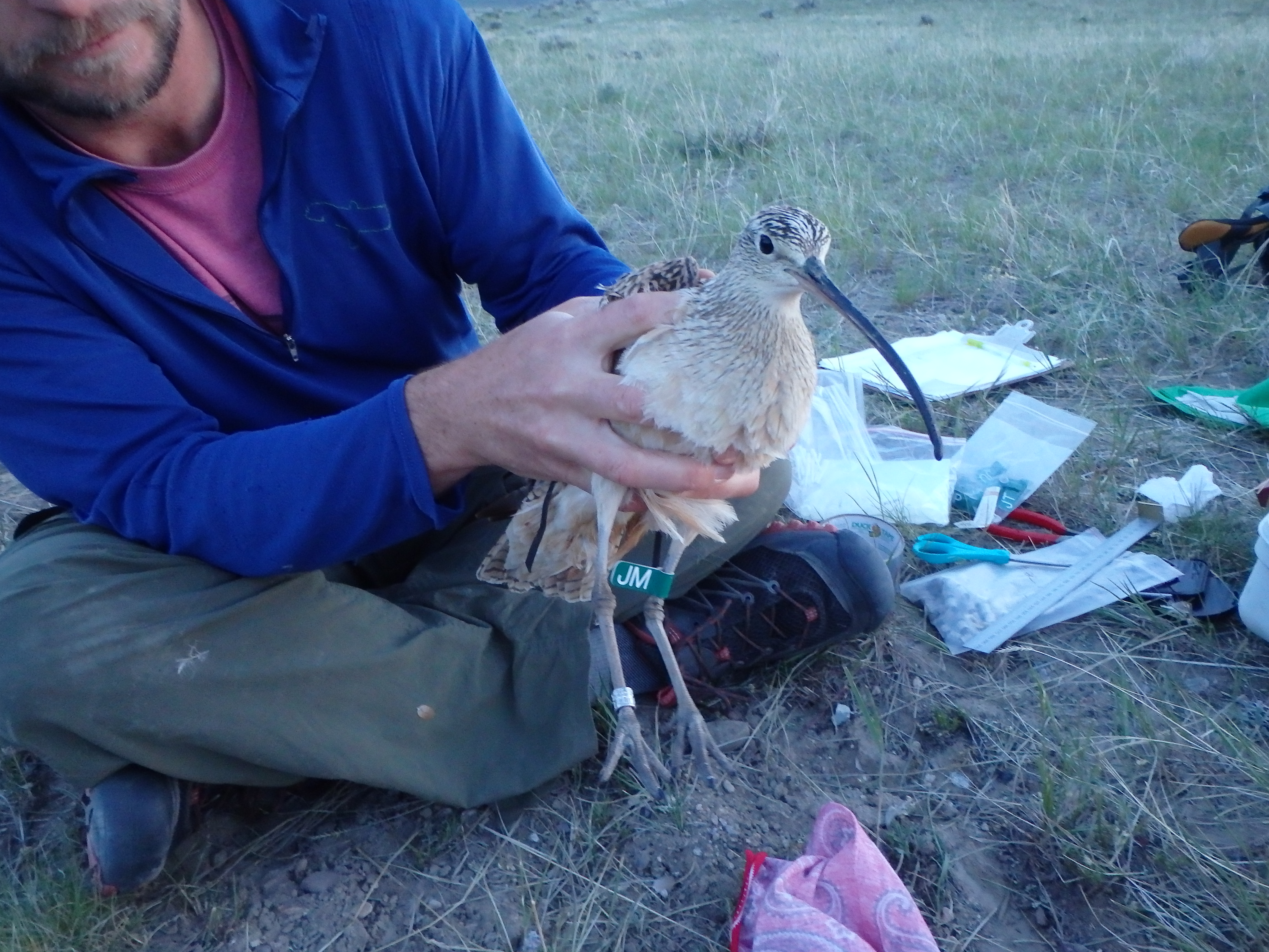 a biologist holds a curlew wearing a green leg flag that says JM