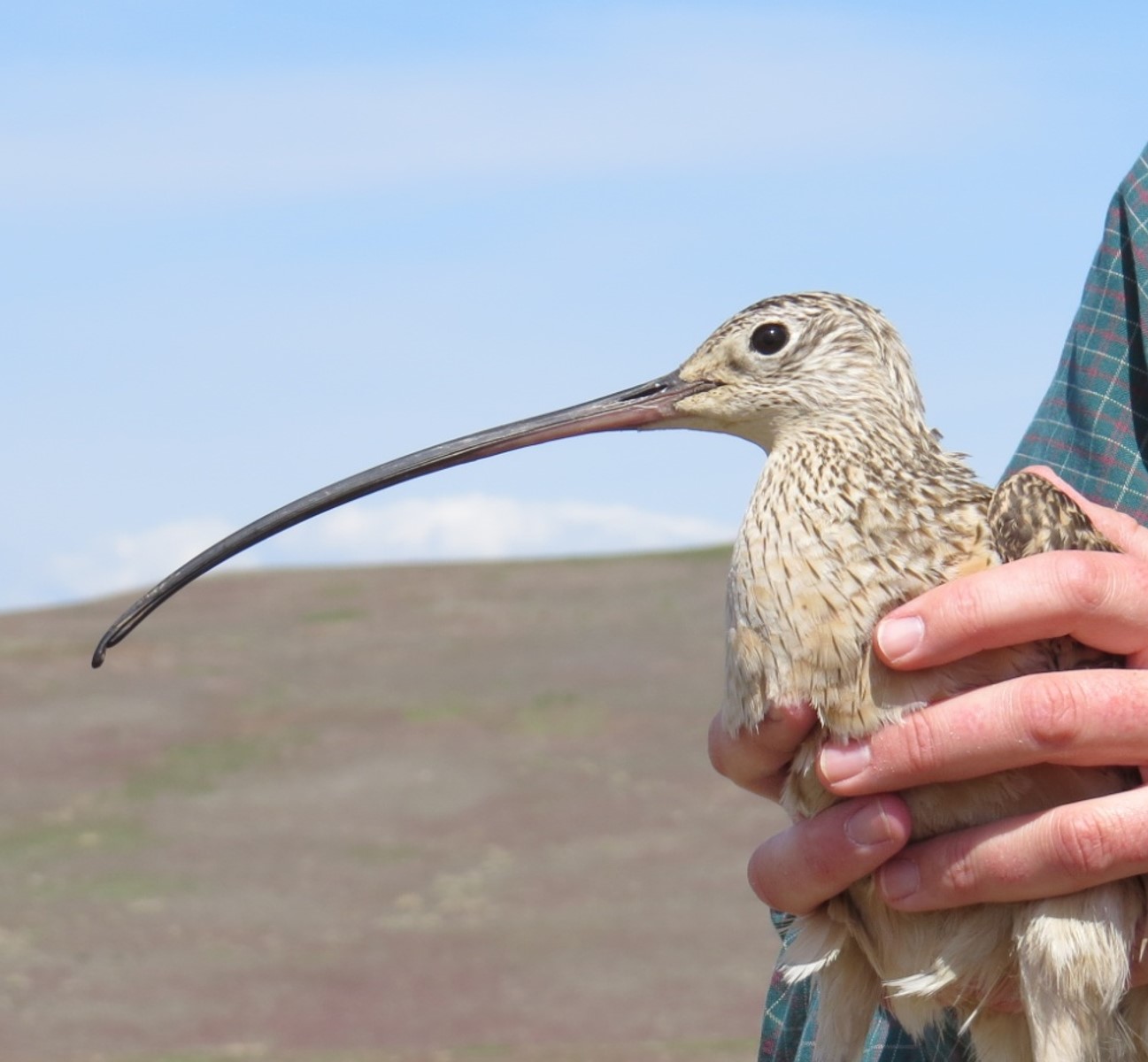 a profile photo for Florence the curlew