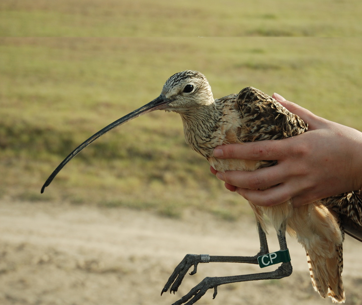 a profile photo for gem the curlew