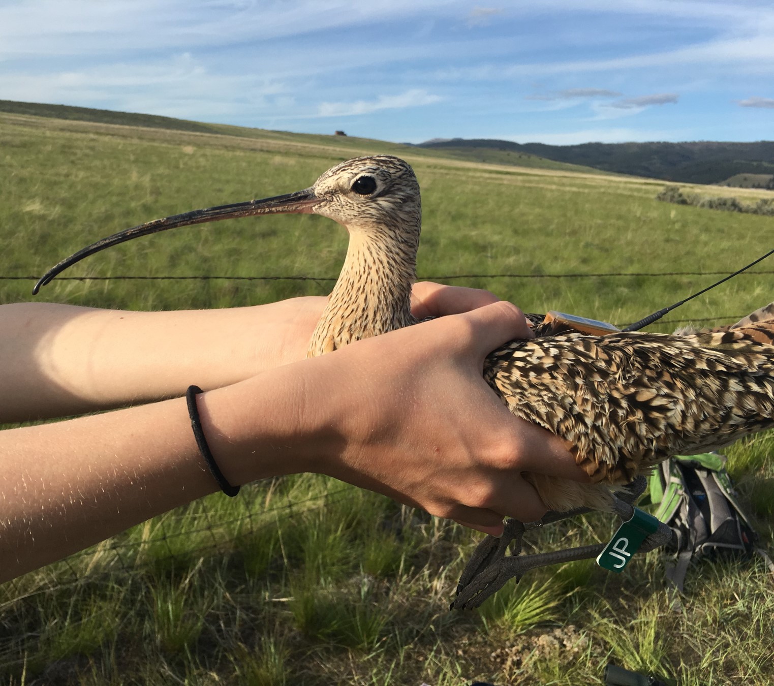a profile picture for Gus the curlew